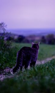 Preview wallpaper cat, pet, grass, blur