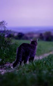 Preview wallpaper cat, pet, grass, blur