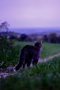 Preview wallpaper cat, pet, grass, blur