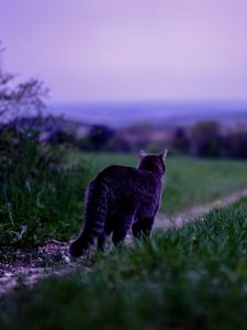 Preview wallpaper cat, pet, grass, blur