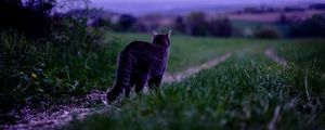 Preview wallpaper cat, pet, grass, blur