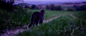 Preview wallpaper cat, pet, grass, blur