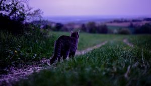 Preview wallpaper cat, pet, grass, blur