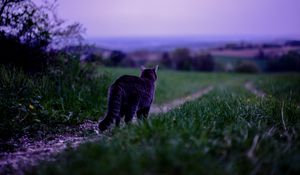 Preview wallpaper cat, pet, grass, blur