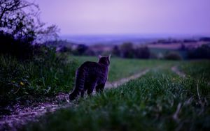 Preview wallpaper cat, pet, grass, blur