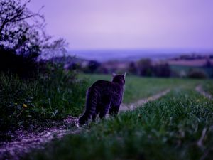 Preview wallpaper cat, pet, grass, blur