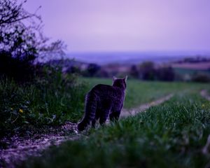 Preview wallpaper cat, pet, grass, blur