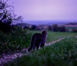 Preview wallpaper cat, pet, grass, blur