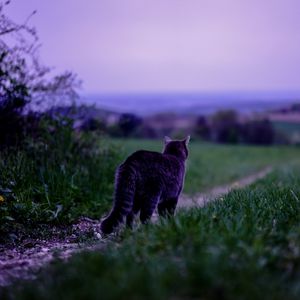 Preview wallpaper cat, pet, grass, blur