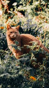 Preview wallpaper cat, pet, grass