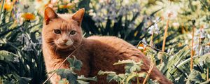 Preview wallpaper cat, pet, grass