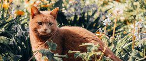 Preview wallpaper cat, pet, grass