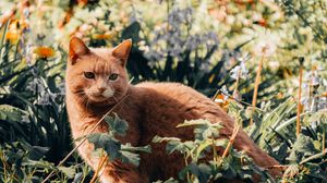 Preview wallpaper cat, pet, grass