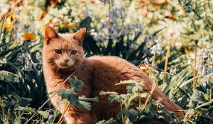 Preview wallpaper cat, pet, grass