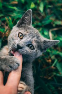 Preview wallpaper cat, pet, hand