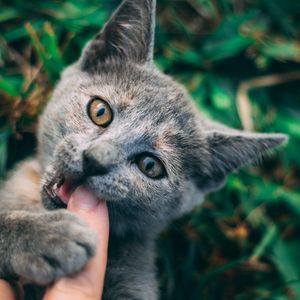 Preview wallpaper cat, pet, hand
