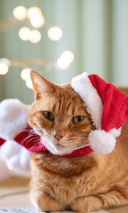 Preview wallpaper cat, pet, hat, new year, christmas