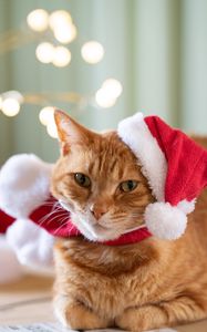 Preview wallpaper cat, pet, hat, new year, christmas