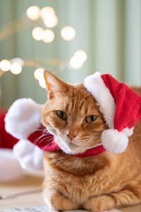 Preview wallpaper cat, pet, hat, new year, christmas