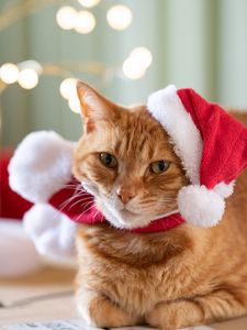 Preview wallpaper cat, pet, hat, new year, christmas