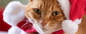 Preview wallpaper cat, pet, hat, new year, christmas