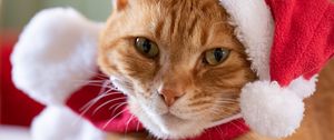 Preview wallpaper cat, pet, hat, new year, christmas