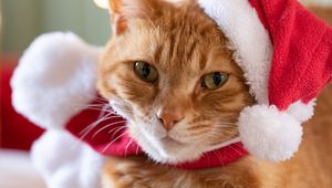 Preview wallpaper cat, pet, hat, new year, christmas