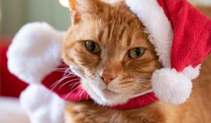Preview wallpaper cat, pet, hat, new year, christmas
