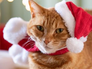 Preview wallpaper cat, pet, hat, new year, christmas