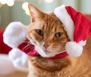 Preview wallpaper cat, pet, hat, new year, christmas