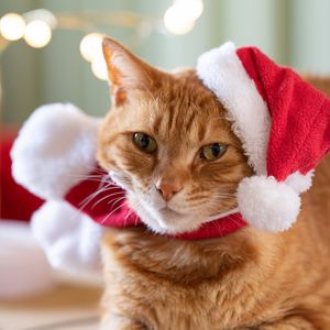 Preview wallpaper cat, pet, hat, new year, christmas