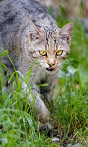 Preview wallpaper cat, pet, muzzle, protruding tongue