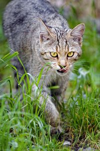 Preview wallpaper cat, pet, muzzle, protruding tongue