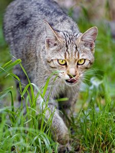 Preview wallpaper cat, pet, muzzle, protruding tongue