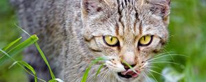 Preview wallpaper cat, pet, muzzle, protruding tongue