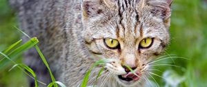Preview wallpaper cat, pet, muzzle, protruding tongue