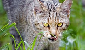 Preview wallpaper cat, pet, muzzle, protruding tongue