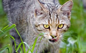Preview wallpaper cat, pet, muzzle, protruding tongue