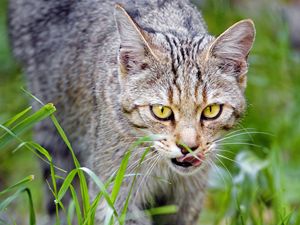 Preview wallpaper cat, pet, muzzle, protruding tongue