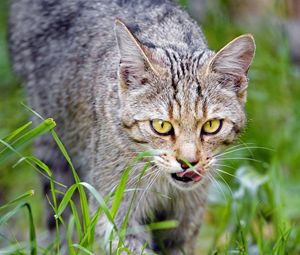 Preview wallpaper cat, pet, muzzle, protruding tongue