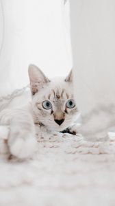 Preview wallpaper cat, pet, muzzle, glance