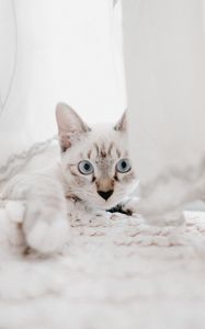 Preview wallpaper cat, pet, muzzle, glance