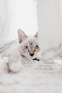 Preview wallpaper cat, pet, muzzle, glance