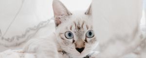 Preview wallpaper cat, pet, muzzle, glance