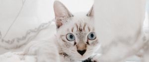 Preview wallpaper cat, pet, muzzle, glance