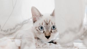 Preview wallpaper cat, pet, muzzle, glance