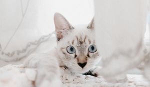 Preview wallpaper cat, pet, muzzle, glance