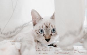 Preview wallpaper cat, pet, muzzle, glance
