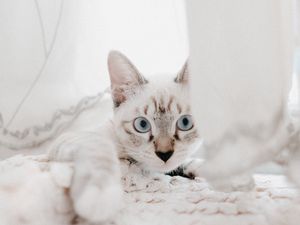 Preview wallpaper cat, pet, muzzle, glance