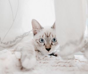 Preview wallpaper cat, pet, muzzle, glance